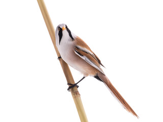  male beraded tit  (panurus biarmicus), isolated on white background. © fotomaster