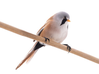  male beraded tit  (panurus biarmicus), isolated on white background. © fotomaster