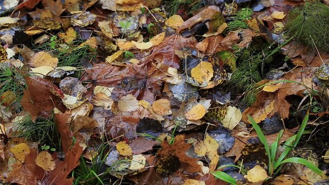 Detailed view of autumn leaves covering forest ground, glistening with water droplets after rainfall. Browns, oranges, and yellows mingle with green undergrowth, creating rustic, serene nature scene.