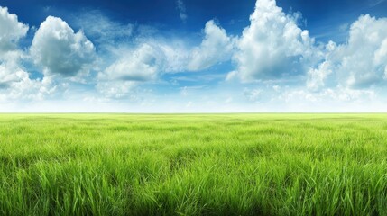 Obraz premium Lush green grass stretches under a bright blue sky filled with fluffy clouds, evoking a sense of tranquility and natural beauty, ideal for nature-related themes and landscape backgrounds,