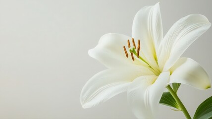 Obraz premium Beautiful White Lily Flower Delicately Blooming Against A Soft Blank Background