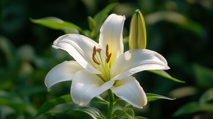 Fototapeta premium Beautiful White Lily Flower Blooming in a Lush Green Garden Surrounded by Nature's Serenity