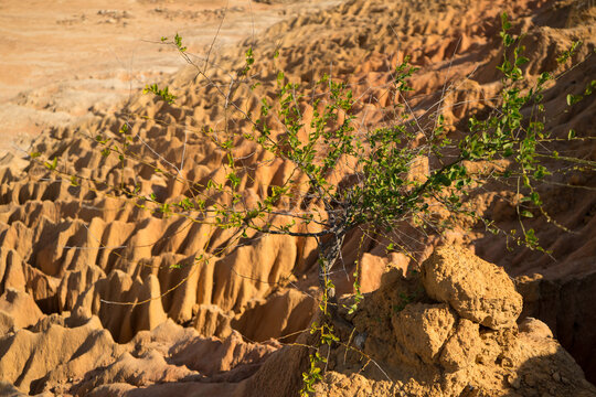 Tree growth in unique rock to penetrated or punctured is call grand canyon. Geological changes processes from Rain Erosion Soil ,Subsidence and Collapse  at arid area .