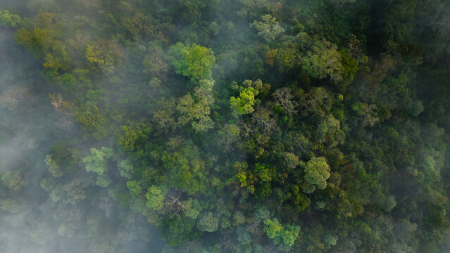 Aerial top down view of green forest canopy texture with thin mist.