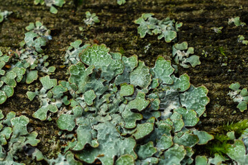 Lush green Physcia aipolia and Physcia stellaris lichen growing on the bark of a tree showcasing intricate patterns in a natural environment