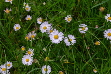 Common daisy blooms brightly among lush green grass in a vibrant meadow during springtime
