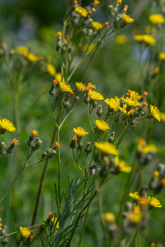 Rough hawksbeard blooms in natural habitat showcasing vibrant yellow flowers under sunlight