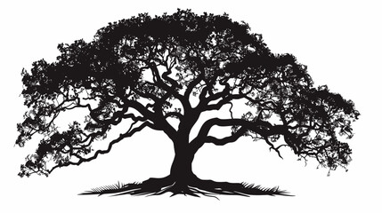 Obraz premium Silhouette of a majestic oak tree with spreading branches against white