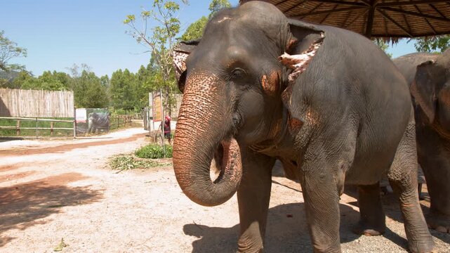 Close Up of Asian Elephant Reaching with Trunk at Phuket Sanctuary