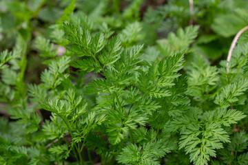 Cow parsley shines in the wild with its lush green leaves thriving in a natural habitat during early springtime