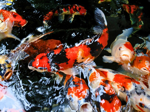 koi fishpond