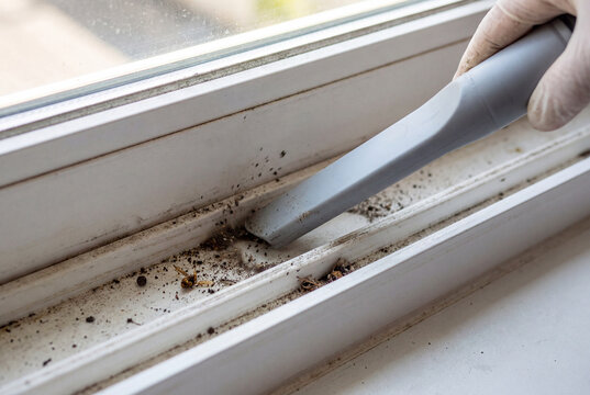 Cleaning dirty window track filled with dead wasps and dust using a vacuum cleaner
