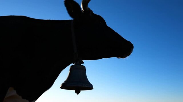 Low-angle silhouette of a cow against a clear blue sky with a cowbell hanging from its neck.