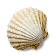 seashell on a white background