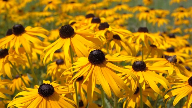 Black-eyed susan blooming in the garden. Scented, yellow, natural rudbeckia field flying bee.