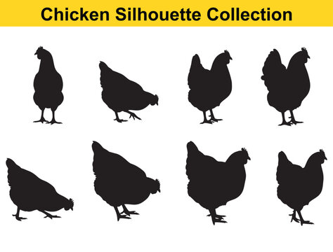 Chicken silhouette collection with black hen and rooster shapes in multiple poses, farm poultry outline icons isolated on white background for logo, clipart, and design