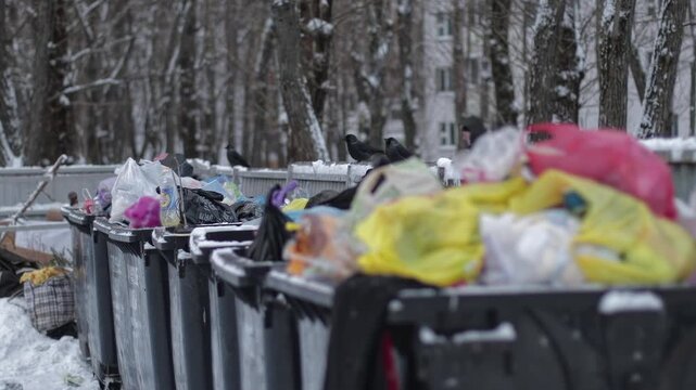 Row of dark grey plastic garbage containers completely overfilled with diverse household waste. Colorful plastic bags, overflow. Crows perch on containers, foraging. Urban waste in winter. Snow covers