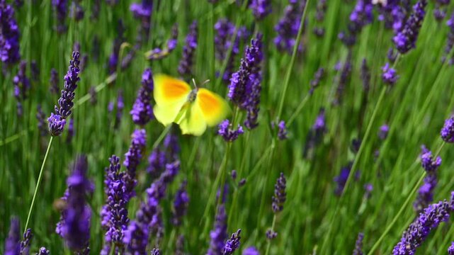 Cleopatra butterfly (Gonepteryx cleopatra) sitting on blossoming lavender in the Provence in France during a sunny summer day. Slow motion clip.