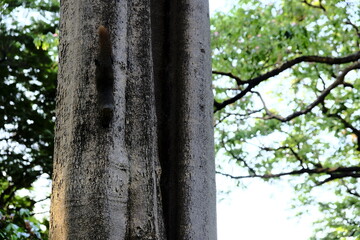 Fototapeta premium Curious Squirrel Peeking Down Giant Tree Trunk
