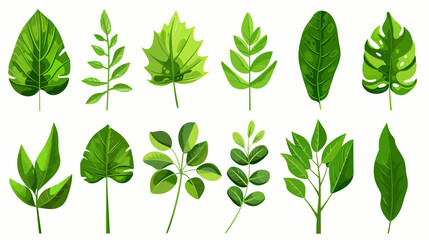 Obraz premium Various green leaf illustrations for nature and botanical themed designs