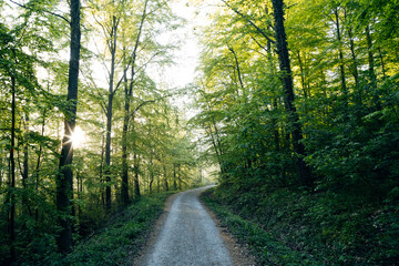 Lush green forest with sunbeams shining through trees in bright backlit setting