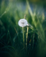 White dandelion seed head blowing in green grass on a sunny day