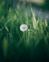 White dandelion seed head blowing in green grass on a sunny day