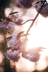 Cherry blossoms in spring bloom on a sunny day with blue sky and bright sunlight