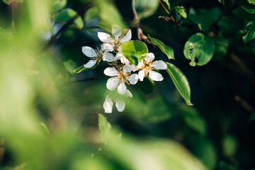 White tree blossoms blooming on branches against blue sky on a sunny spring day