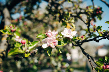 White tree blossoms blooming on branches against blue sky on a sunny spring day