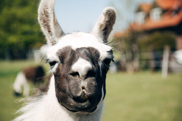Llama standing on green meadow looking at camera on a sunny day
