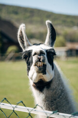 Llama standing on green meadow looking at camera on a sunny day
