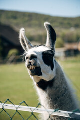 Llama standing on green meadow looking at camera on a sunny day