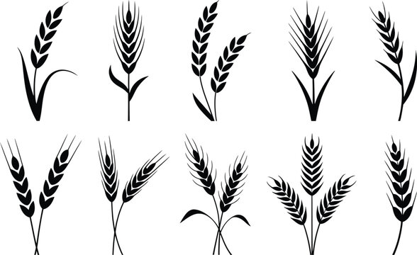 Elegant Wheat Stalk Silhouettes: A collection of ten black and white vector illustrations of wheat ears and stalks in various arrangements.