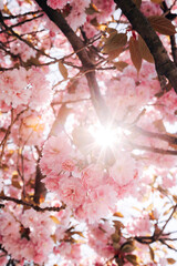 Cherry blossoms in spring bloom on a sunny day with blue sky and bright sunlight