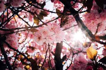 Cherry blossoms in spring bloom on a sunny day with blue sky and bright sunlight