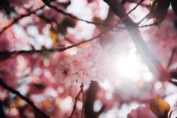 Cherry blossoms in spring bloom on a sunny day with blue sky and bright sunlight