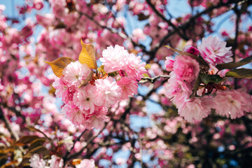 Cherry blossoms in spring bloom on a sunny day with blue sky and bright sunlight