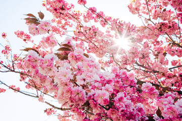 Cherry blossoms in spring bloom on a sunny day with blue sky and bright sunlight
