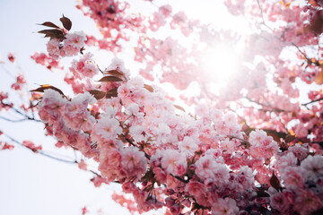 Cherry blossoms in spring bloom on a sunny day with blue sky and bright sunlight