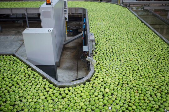 Green apples in factory being washed