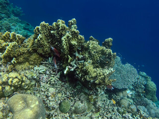 Tropical Coral Reef with School of Striped Fish