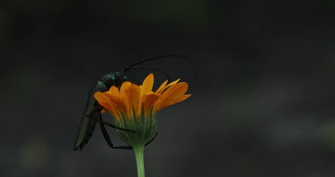 Beetle Delicately Perched on a Petal