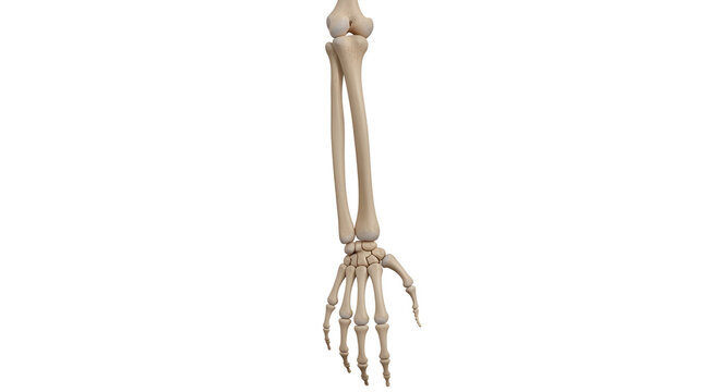 Three dimensional skeletal model of human forearm and hand