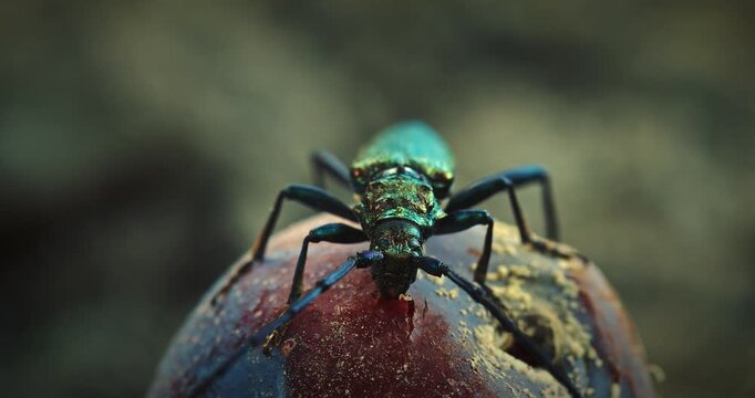 Closeup of Beetle Displaying Vibrant Green and Blue Tones