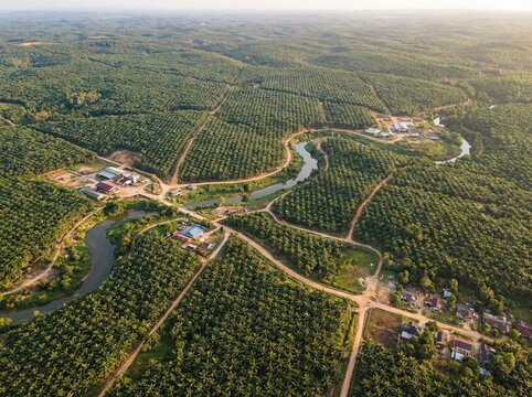 pemandangan perkebunan sawit 