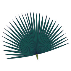 Vibrant green fan palm leaf with distinct veins, tropical plant foliage, botanical illustration