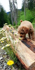 Poodle puppy exploring nature sniffing white daisies on log