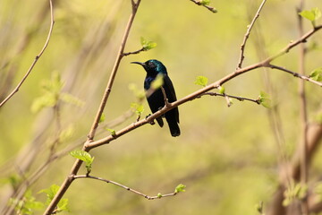 Purple sunbird