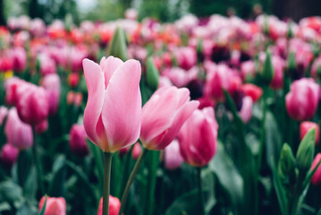Colorful field of tulips in bloom, close-up view. Natural background.